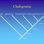 Cladograma