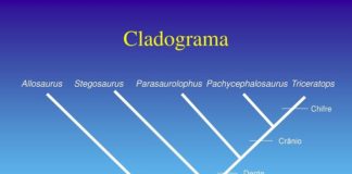 Cladograma